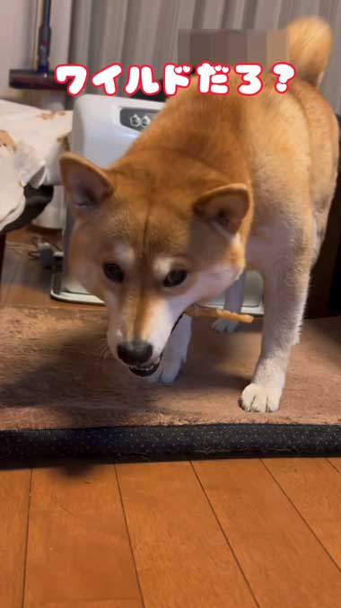 丸かじるする柴犬