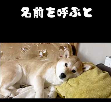 休憩中の柴犬