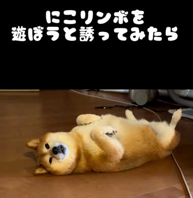 柴犬を誘う