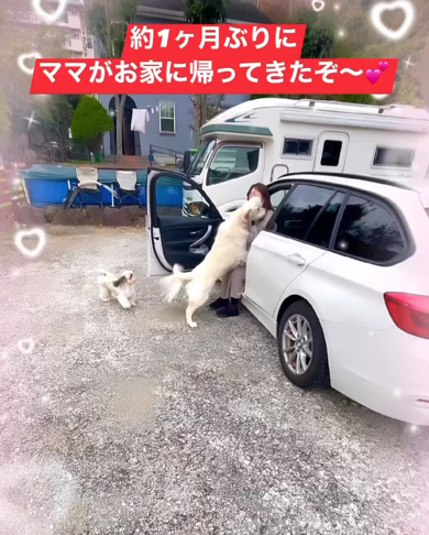 退院したママさんに駆け寄るワンコたち