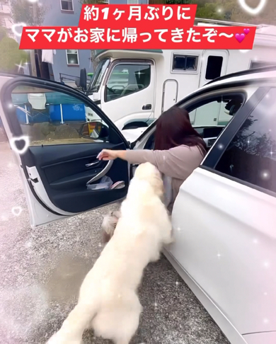 突撃するゴールデンレトリバー