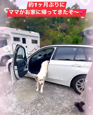にこにこ笑顔で車から飛び降りるゴールデンレトリバー