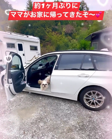 続けて車から出てきたシーズー