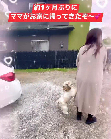 ママさんに甘えるシーズー