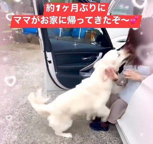 喜ぶ大型犬