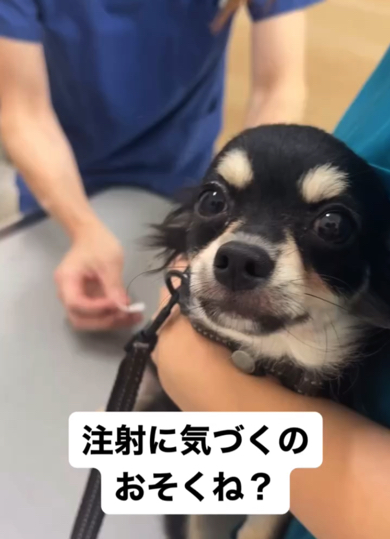 チワワ