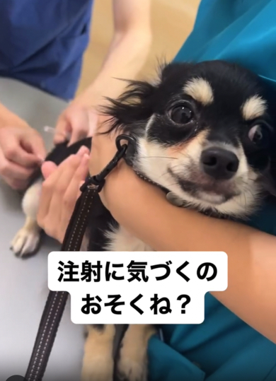 チワワのお尻を消毒