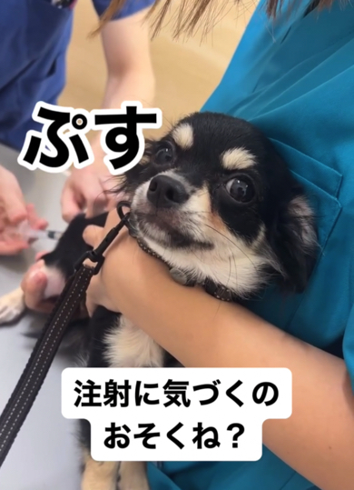 注射を打たれるチワワ
