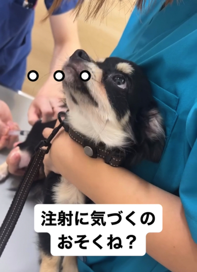 まさかのノーリアクションのチワワ