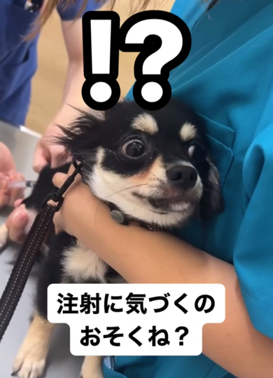 注射の存在に気づくチワワ
