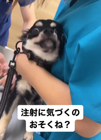 怖くて少し暴れてしまうチワワ
