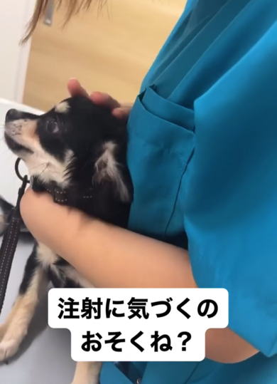 気づいたタイミングで注射が終わっていたチワワ