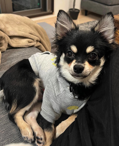 リラックス中のチワワ