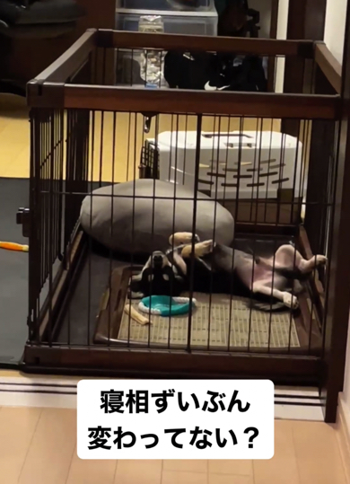 寝相が変なチワワ