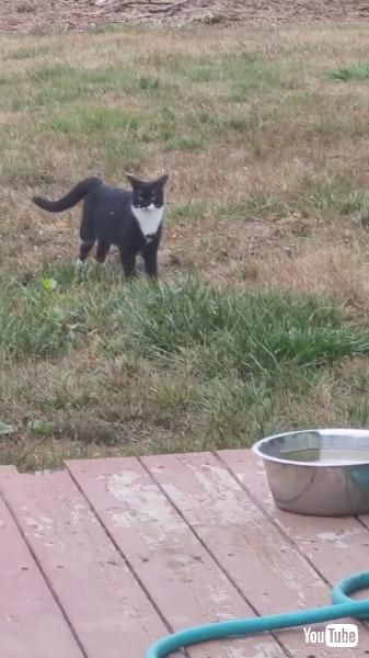 蛾を発見した猫