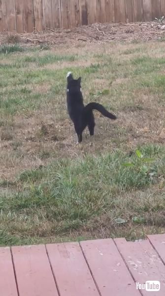 蛾をキャッチしようとする猫