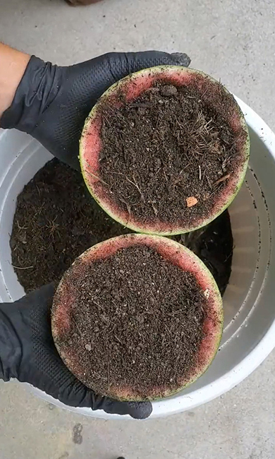 実を食べた後にコンポストを詰めたスイカ