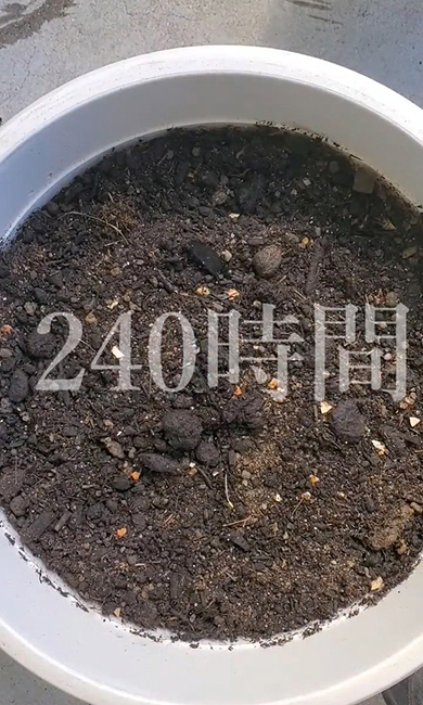 土に埋めてから240時間