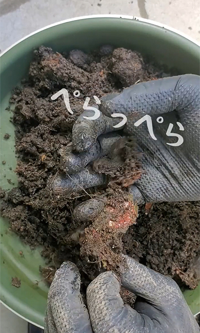 微生物により分解されたスイカ