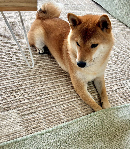 柴犬だって寒い