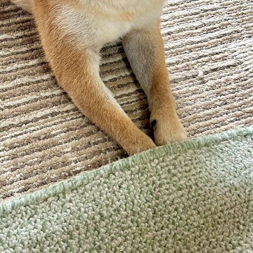 柴犬だって寒い