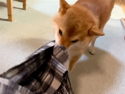 マフラーを取ろうとする柴犬