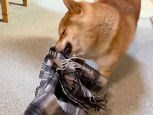 マフラーを取ろうとする柴犬