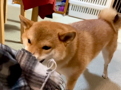 マフラーを取ろうとする柴犬