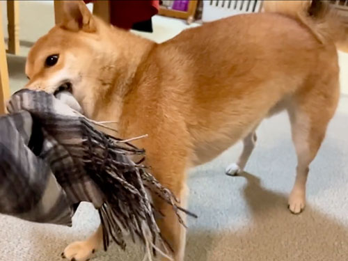 マフラーを取ろうとする柴犬