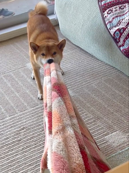 膝掛けの取り合い