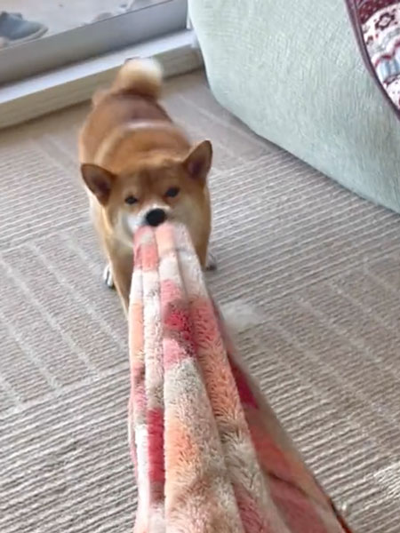 膝掛けの取り合い