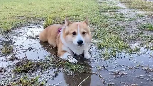 水たまりで遊ぶワンコ