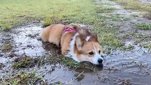 水たまりで遊ぶワンコ