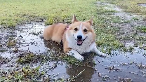 水たまりで遊ぶワンコの笑顔