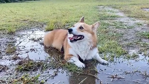 水たまりで遊ぶワンコが楽しそう