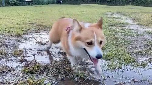 水たまりで遊ぶワンコ