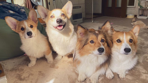 おやつ待ちの犬