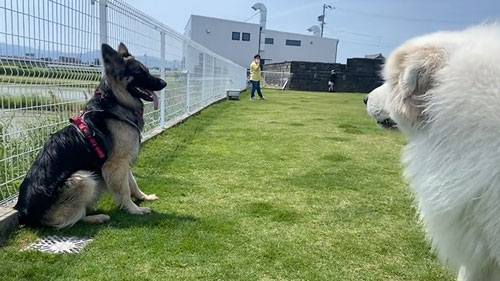 困惑するワンコ