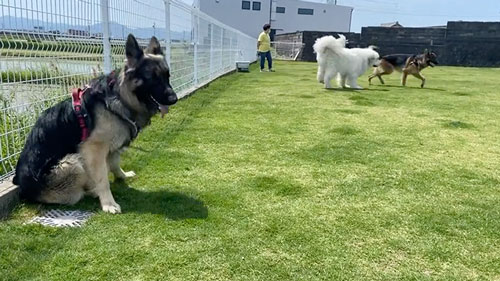 行ってしまうワンコ