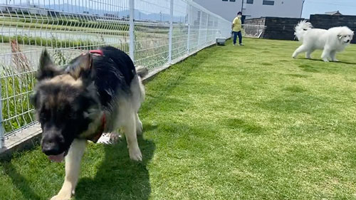 飼い主さんの元へ