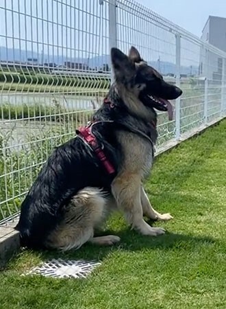 ビビるジャーマンシェパード