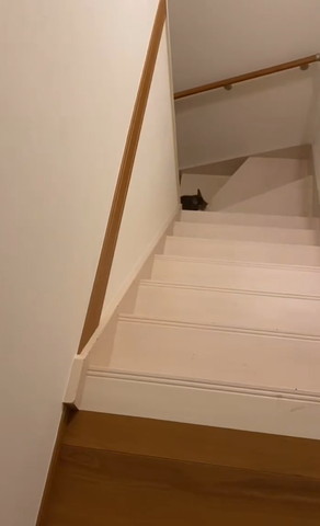 階段から顔出すチンチラ