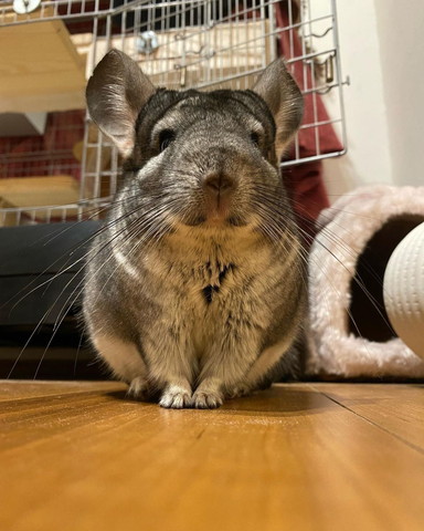 前足そろえてお座り