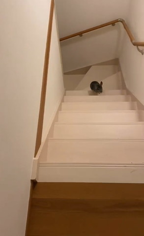 階段下のぼってるチンチラ
