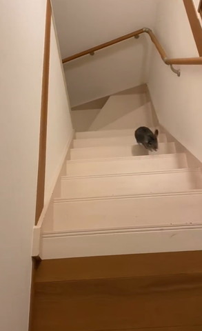 階段中間のぼってるチンチラ
