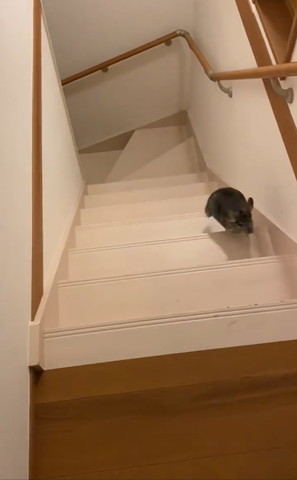 階段上の方のぼるチンチラ