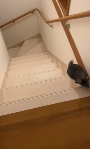 壁走ってるチンチラ