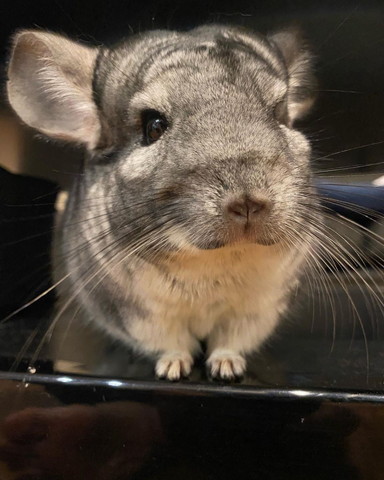 チンチラアップ