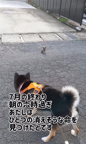 7月の終わりの子猫