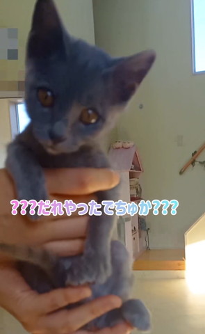 キョトン顔の猫